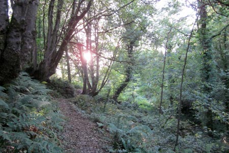 Path through Beckland Wood near Clovelly