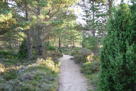 Pleasant walking, Glenmore Forest
