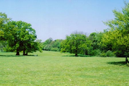 Parkland scene - Weston Park