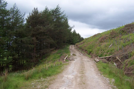 Track through Crag Wood near Sharp Haw
