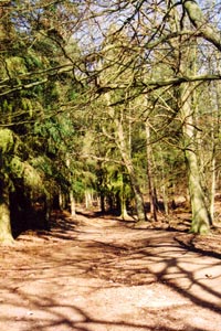 Greensand Ridge Walk through Oak Wood