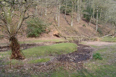 Hodder's Combe sheltered by woods