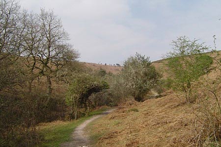 Lady's Edge emerges into Sheppard's Combe from the woodland