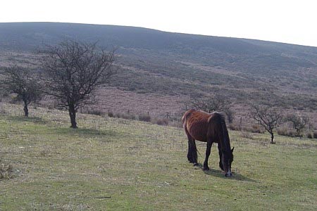 Wild horses are common in the Quantocks