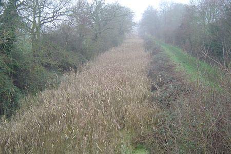 A stretch of the Droitwich Canal overgrown with osiers
