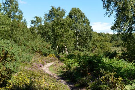 Footpath, Silchester Common, Hampshire
