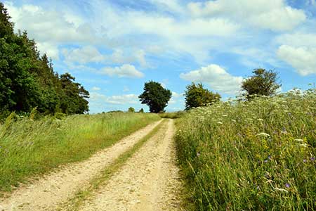Photo from the walk - The Ridgeway from Ardington