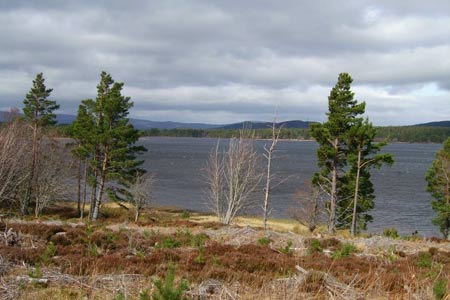 Turning north and over-looking the whole of Loch Morlich