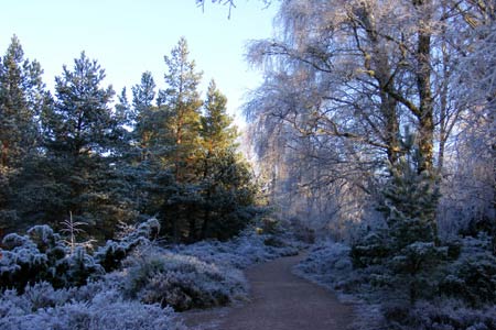 Typical forest views near Inverdruie