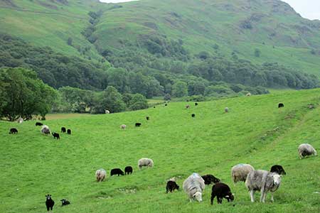 Pastoral scene of grazing sheep in Eskdale
