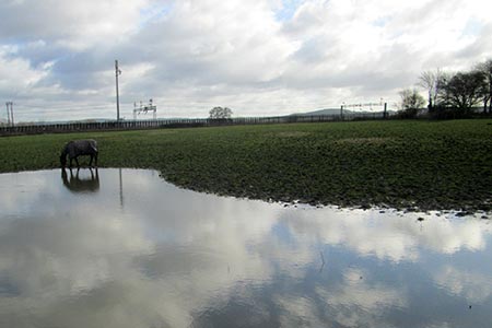 A solitary horse drinks from a pool in a field near to Cheddington station