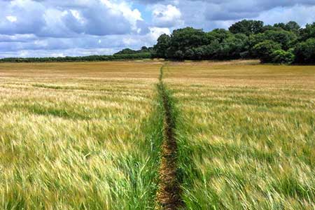 Footpath through barley, Newton Valence