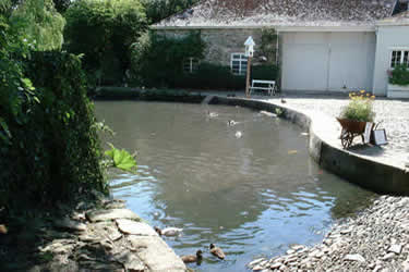 Saltram Duck Pond contains large carp & ducks