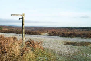 Cannock Chase is typical heathland