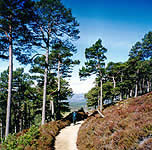 The Abernethy Forest in the Cairngorms National Park
