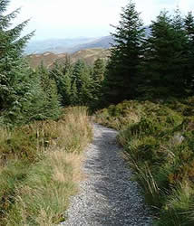 Forestry path in upper part of Beckstones plantation