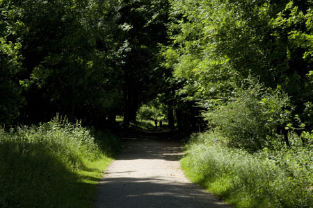 The Ashridge Boundary Path passes through the woods