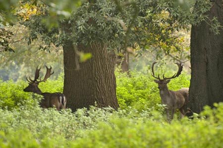 Stags beneath the trees, Holkham Park