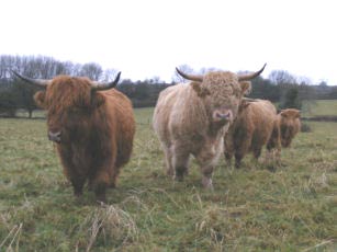 Highland cattle a long way from home near Shepton Mallet