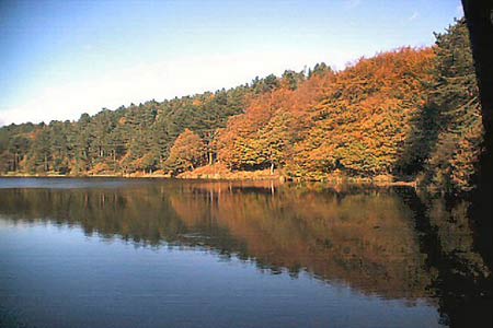 Autumn colour at Roddlesworth reservoirs