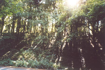 Sunlight streams through the trees near Washington