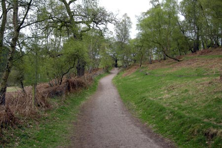 The main path through the Sherbrook Valley, Cannock Chase