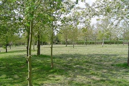 Pleasant little meadow with planted trees near Sinton Green