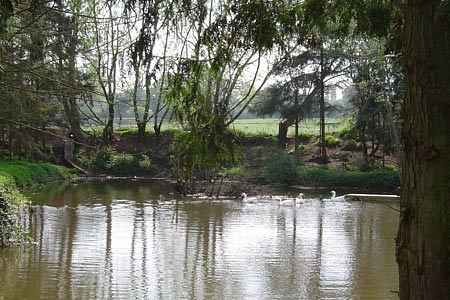 A traditional duck pond on the return to Grimley