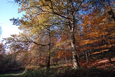 Autumn colour on south flank of the Wrekin