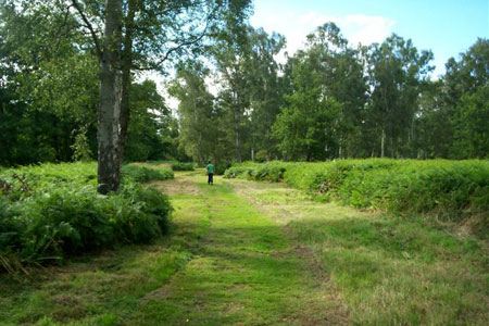 A clearing near the centre of Holme Fen