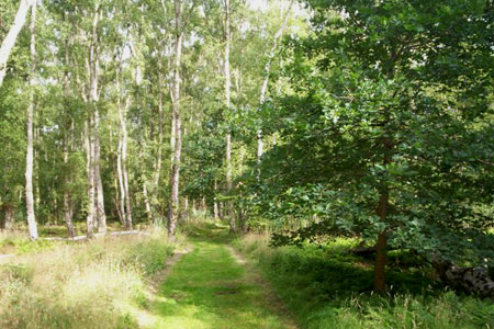 Silver birch trees are predominant in Holme Fen