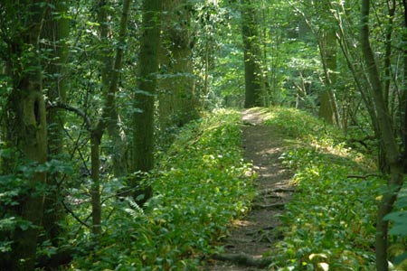 The path from Hollybush to British Camp through the woods