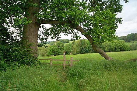 Oak tree makes a nice arch over the path, Mimram Valley