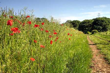 Wild Flower Meadow near Mixbury