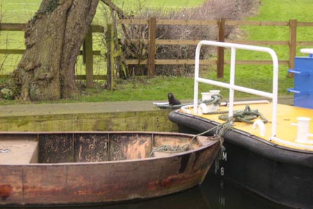 Ripon Rowel Walk - Mink on the Ripon Canal