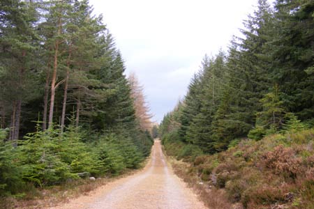 Typical forest in Rothiemurchus