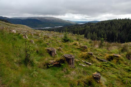 Cleared forest in Gleann Riabhach