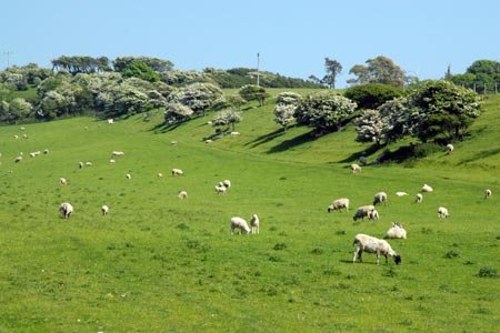 Sheep enjoying the summer below Five Barrows