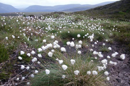 Cotton grass on the way to the Chalamain Gap