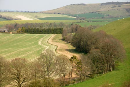 A view back towards Ramsdean Down from the west