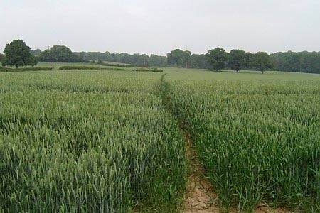 The footpath from Castle Hill to Nash Elm