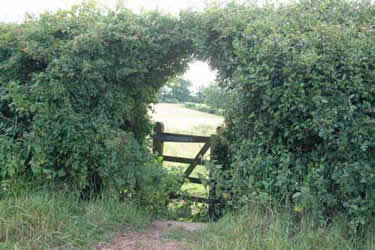 The shortcut path south from Tudbury Castle Farm