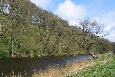 The River Ribble at Steep Wood near Sawley
