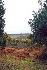 View from Pitts Wood