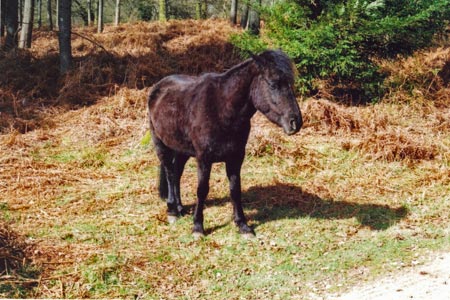 A New Forest pony in Sloden Inclosure