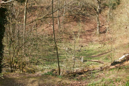 Bowl-shaped hollow in Hodgemoor Woods
