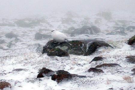 Ptarmigan in winter plumage  are common in the Cairngorms.