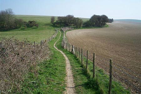 South Downs Way heads northeast after Bunkershill Plantation