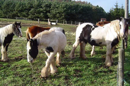Shire horses at Harborough Farm