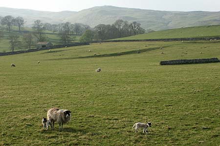 Typical scenery above Malhamdale